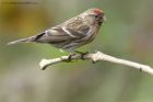 Redpoll_060513b.jpg