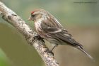 Redpoll_060513e.jpg