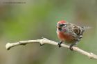 Filename=Redpoll_060513f.jpg
Filesize=265KB
Dimensions=1000x667
Date added=Jul 04, 2013 Redpoll_060513f.jpg