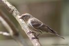 Redpoll_060513h.jpg