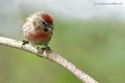 Redpoll_060513i.jpg