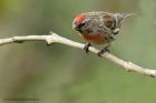 Redpoll_060513k.jpg