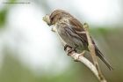 Redpoll_060513n.jpg