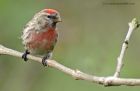 Redpoll_060513q.jpg