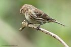 Redpoll_060513s.jpg