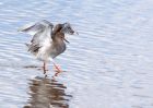 Redshank_260909a.jpg