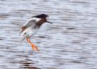 Redshank_260909b.jpg