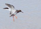 Redshank_260909c.jpg