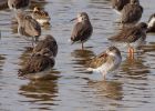 Redshank_260909d.jpg