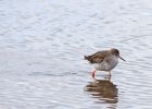 Redshank_260909e.jpg