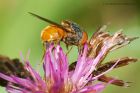 Filename=Rhingia_rostrata_HoweRidding_150823a.jpg
Filesize=544KB
Dimensions=1000x667
Date added=Aug 28, 2025 Rhingia_rostrata_HoweRidding_150823a.jpg