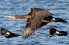 RingedCormorant_211008aa.jpg