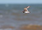 Filename=RingedPlover_020809f.jpg
Filesize=171KB
Dimensions=800x571
Date added=Aug 12, 2009 RingedPlover_020809f.jpg