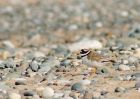 RingedPlover_020809i.jpg