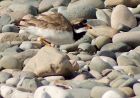 RingedPlover_020809j.jpg