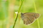 Ringlet_170715a.jpg