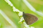 Ringlet_170715d.jpg