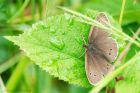 Ringlet_170715e.jpg