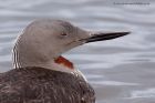 Filename=RtDiver_100911b.jpg
Filesize=234KB
Dimensions=1000x667
Date added=Sep 10, 2011 RtDiver_100911b.jpg