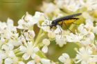 Filename=Sciara_hemerobioides_mm_220717d.jpg
Filesize=298KB
Dimensions=1200x800
Date added=Sep 08, 2017 Sciara_hemerobioides_mm_220717d.jpg