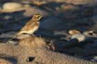 ShoreLark_131214a.jpg