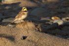 ShoreLark_131214f.jpg