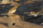 ShoreLark_131214h.jpg