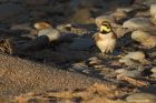 ShoreLark_131214i.jpg