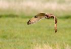 ShortEaredOwl_151008h.jpg