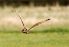 Filename=ShortEaredOwl_151008j.jpg
Filesize=163KB
Dimensions=800x554
Date added=Oct 15, 2008 ShortEaredOwl_151008j.jpg