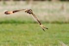 ShortEaredOwl_151008k.jpg