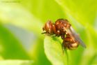 Sicus_ferrugineus_gdn_130618a.jpg