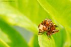 Filename=Sicus_ferrugineus_gdn_130618b.jpg
Filesize=385KB
Dimensions=1200x800
Date added=Mar 10, 2021 Sicus_ferrugineus_gdn_130618b.jpg