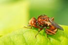 Sicus_ferrugineus_gdn_130618c.jpg