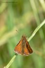 Skipper_290612i.jpg