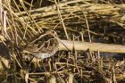 Snipe_040315b.jpg