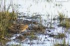 Snipe_040315h.jpg