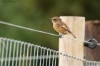 Filename=Stonechat_MMWWT_150923a.jpg
Filesize=665KB
Dimensions=1300x867
Date added=Aug 28, 2025 Stonechat_MMWWT_150923a.jpg