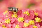 Filename=Syritta_pipiens_160815b.jpg
Filesize=302KB
Dimensions=1200x800
Date added=Dec 01, 2015 Syritta_pipiens_160815b.jpg