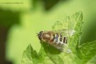 Syrphus_ribesii_040511a.jpg