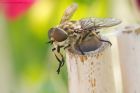 Tabanus_sudeticus_gdn_210721b.jpg