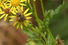 Tachinid_040913c.jpg