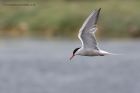 Tern_200612a.jpg