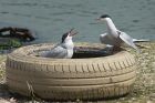 Tern_220513i.jpg