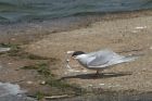 Tern_220513m.jpg