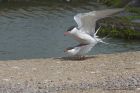 Tern_220513r.jpg