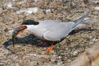 Filename=Tern_PD_210518_2013.jpg
Filesize=466KB
Dimensions=1200x800
Date added=Mar 06, 2021 Tern_PD_210518_2013.jpg