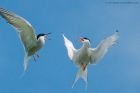 Tern_PD_210518_2079.jpg