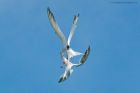 Tern_PD_210518_2083.jpg