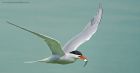 Tern_PD_210518_2413.jpg